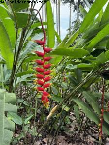 Botanical Garden - Singapore