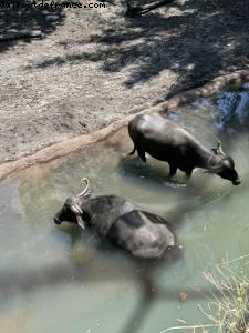 Animal kingdom- Walt Disney World