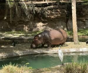 Animal kingdom - Gaydays - Walt Disney World