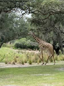 Animal kingdom - Gaydays - Walt Disney World