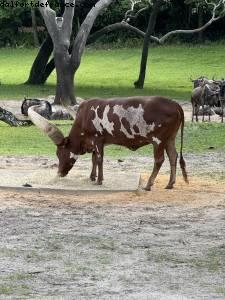 Animal kingdom - Gaydays - Walt Disney World