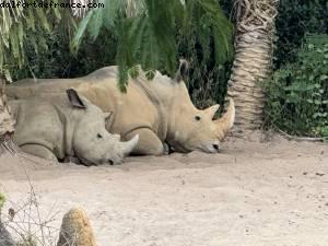 Animal kingdom - Gaydays - Walt Disney World