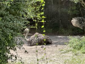 Animal kingdom - Gaydays - Walt Disney World