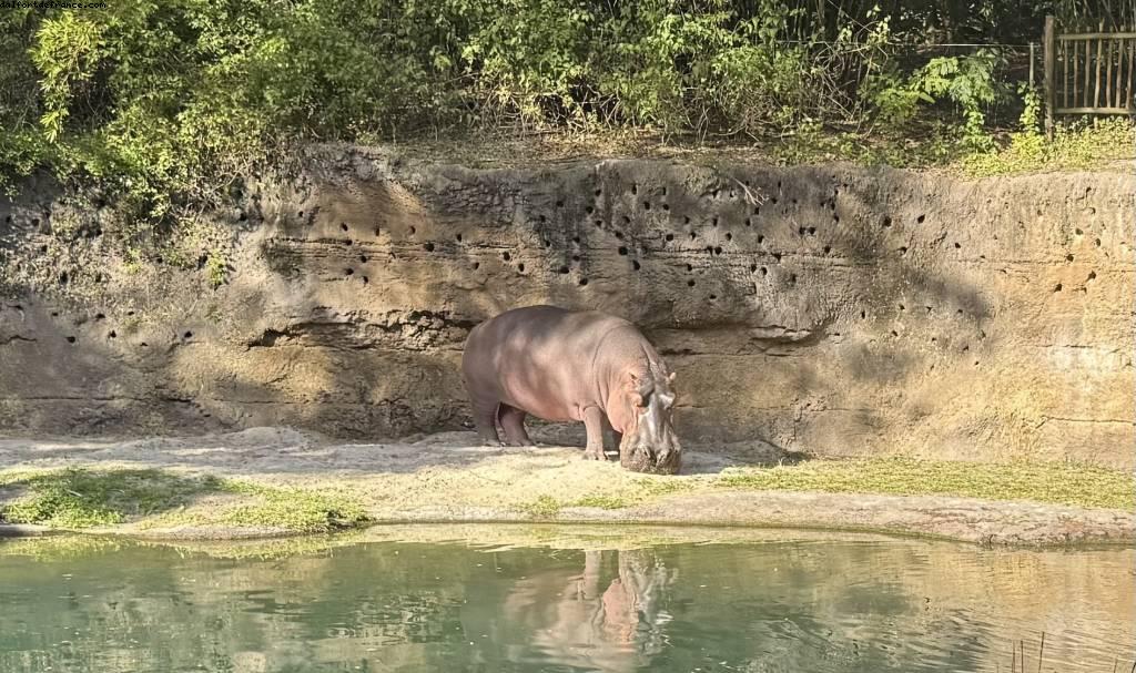 Animal Kingdom - Walt Disney World - Orlando, Florida