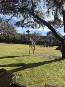 Animal Kingdom - Walt Disney World - Orlando, Florida