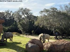 Animal Kingdom - Walt Disney World - Orlando, Florida