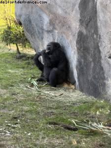 Animal Kingdom - Walt Disney World - Orlando, Florida