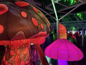 Enchanted Forest - Atlantis Allure of the Seas