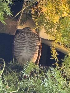 Real bird living on the ship - Atlantis Allure of the Seas