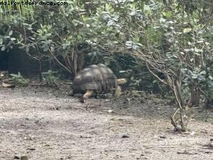 Animal kingdom - Walt Disney world