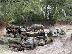 Animal kingdom - Walt Disney world
