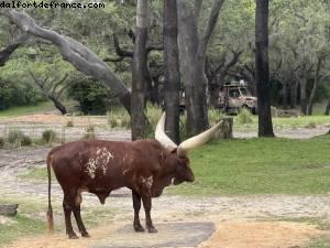 Animal kingdom - Walt Disney world