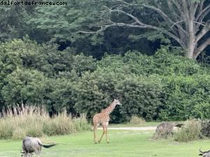 Animal kingdom - Walt Disney world