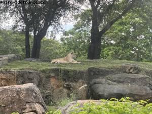 Animal kingdom - Walt Disney world