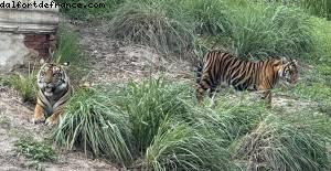 Animal Kingdom - Walt Disney world