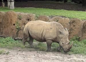 Animal Kingdom - Walt Disney world