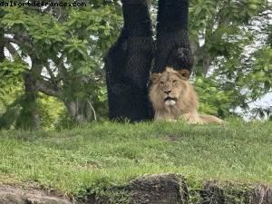 Animal Kingdom - Walt Disney world