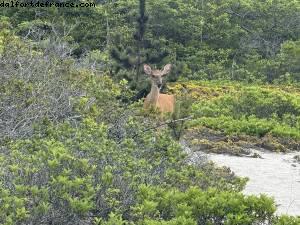 Fire Island , New York