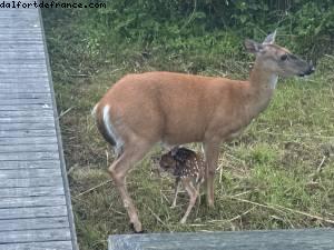Fire Island , New York