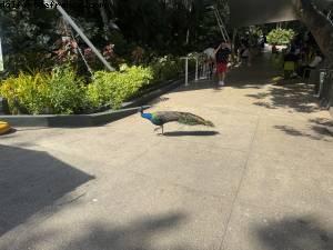 Cartagene des Indes, Colombie - Atlantis Tropical America Cruise