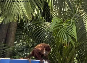 Cartagene des Indes, Colombie - Atlantis Tropical America Cruise