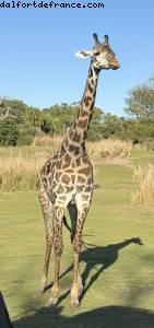 Animal kingdom - Walt Disney World