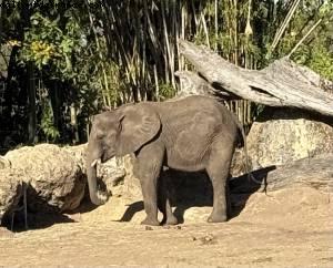 Animal kingdom - Walt Disney World