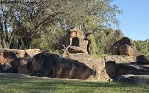 Animal kingdom - Walt Disney World