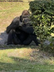 Animal kingdom - Walt Disney World